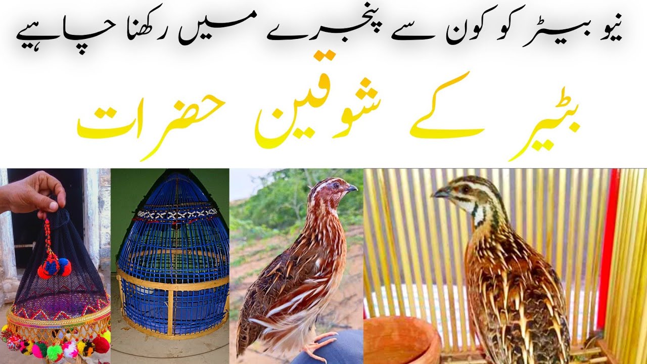 New batair ko kon se Pinjra main rakhna chahiye