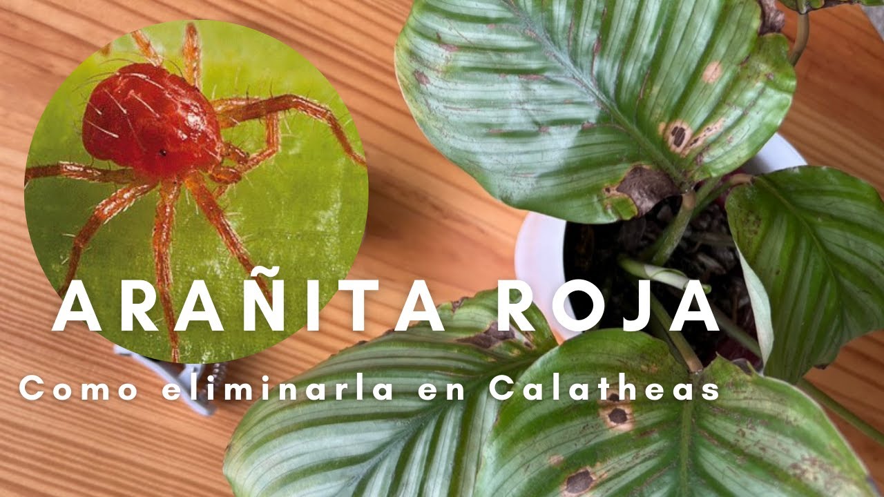 Cómo eliminar Arañita Roja - Calathea Orbifolia