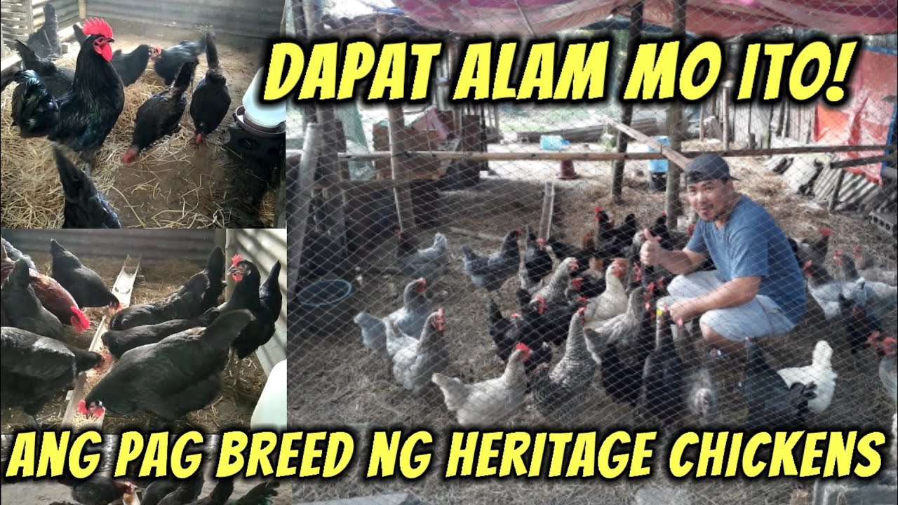 Mga dapat malaman sa pag papalahi o breeding ng heritage chicken