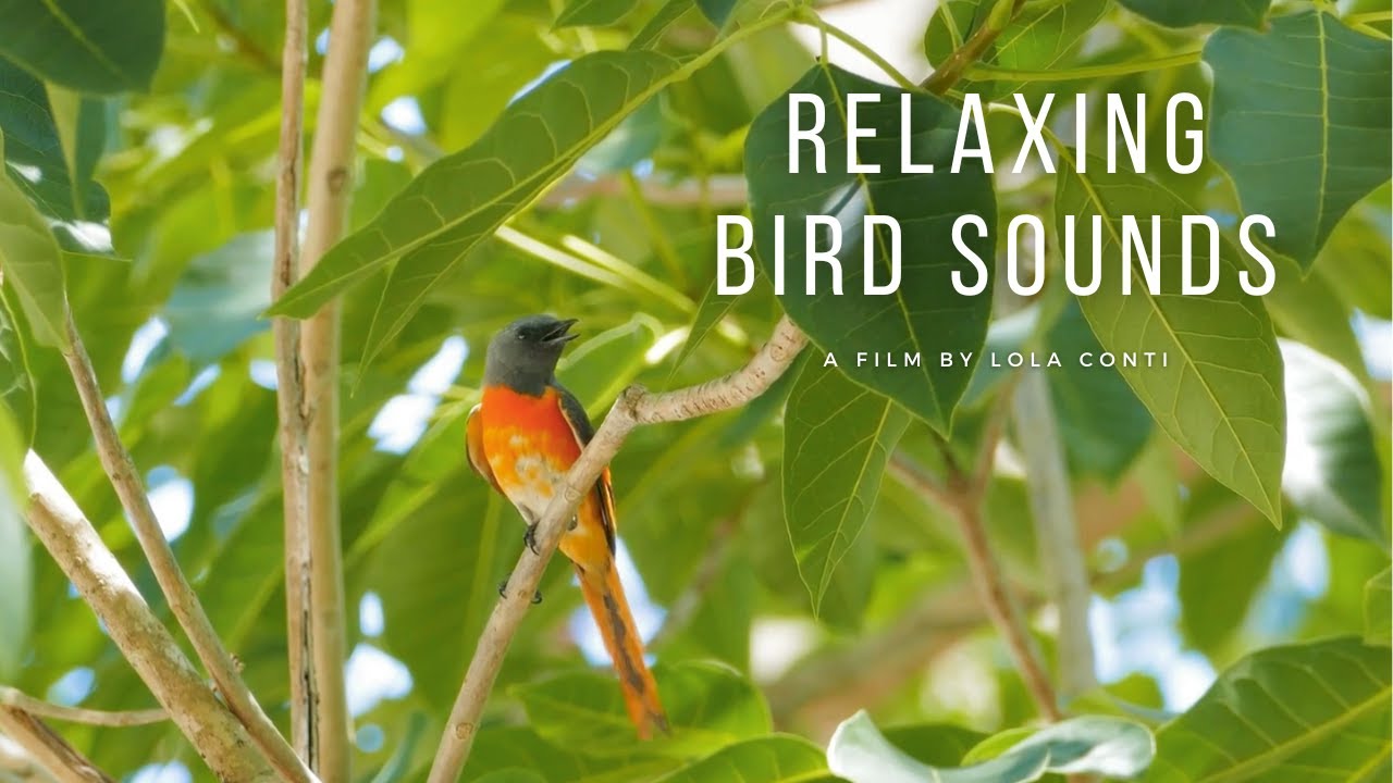 Madárhangok | Nature's Melody | 10 Hour of Soothing Bird Songs for Calming and Healing