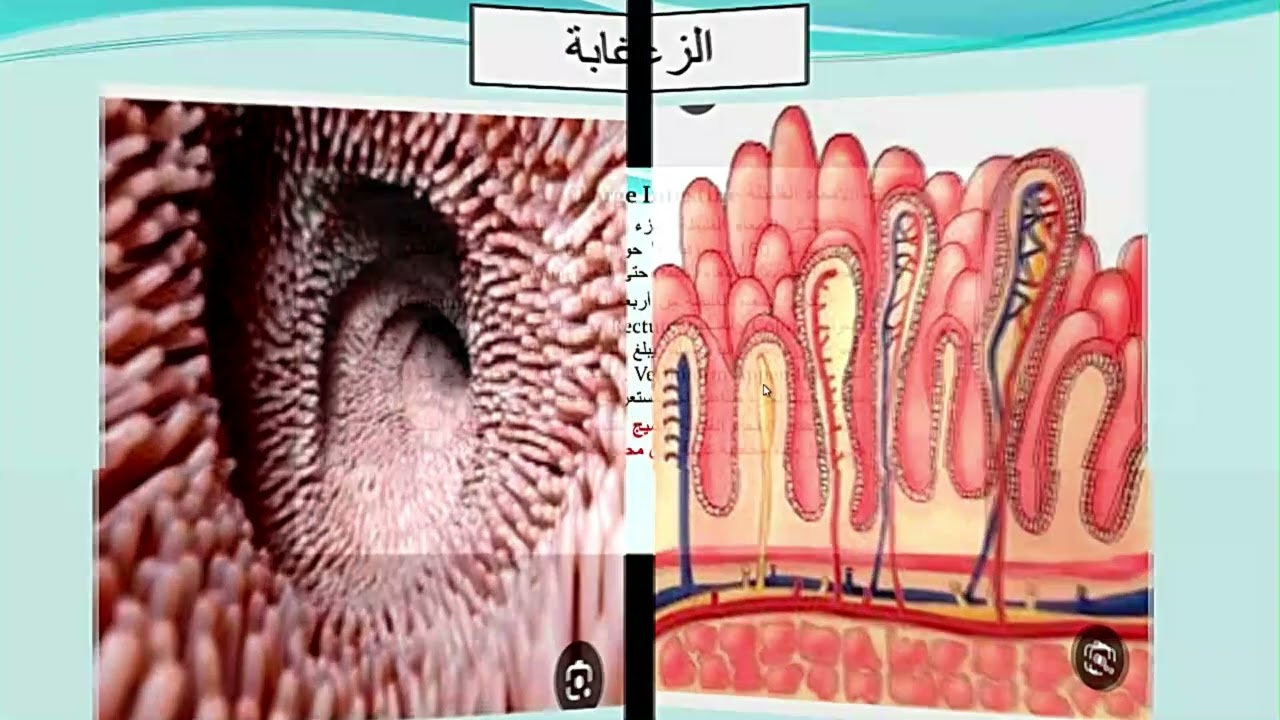 آمنة كاظم مراد المنصوري / كلية التربية الاساسية