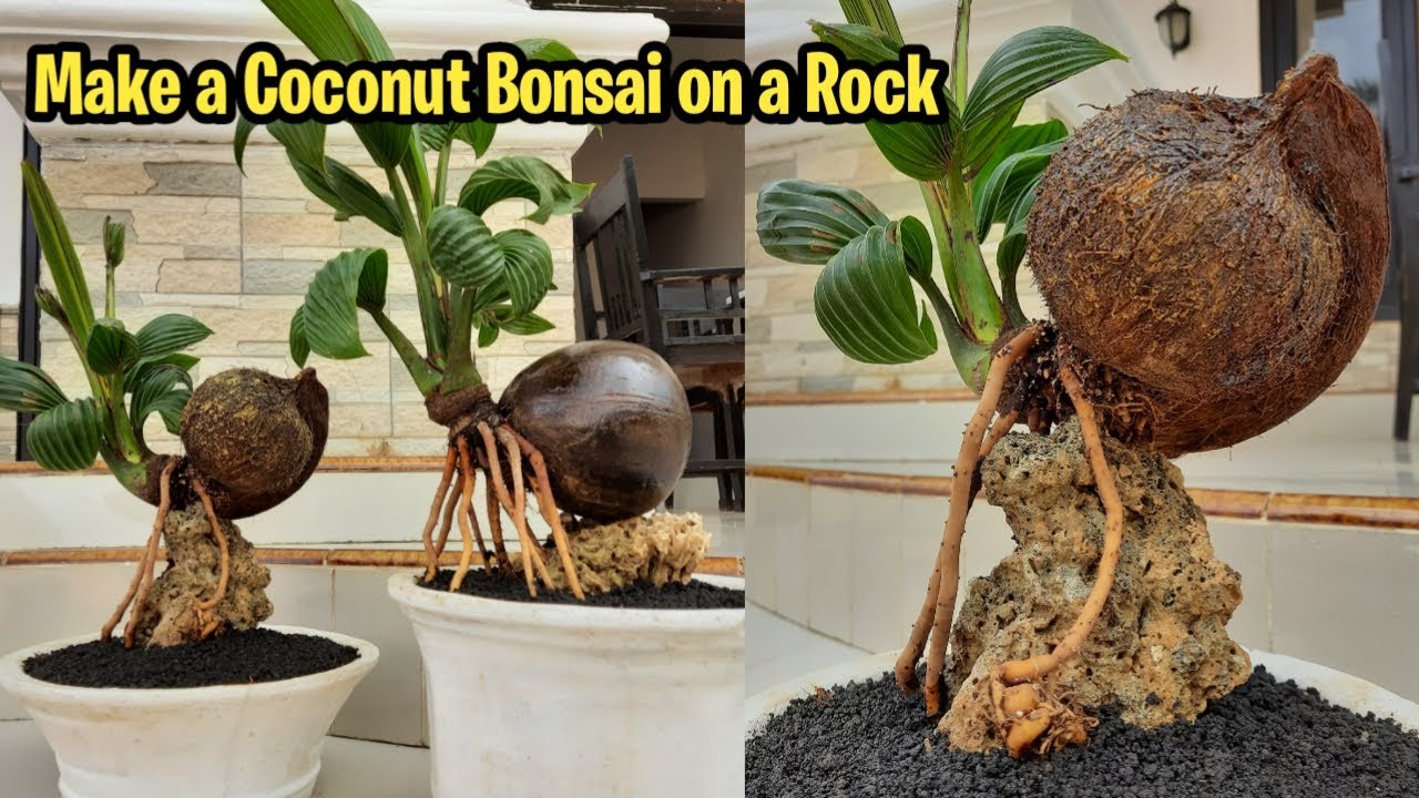 CARA MEMBUAT BONSAI KELAPA DI ATAS BATU KARANG ⁉️ make a coconut bonsai on the rock