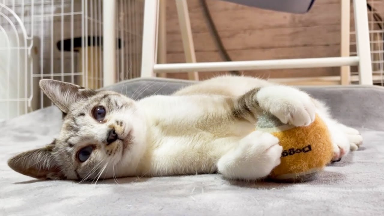 毎日楽しんで甘えて見守られて幸せいっぱいの末っ子猫♡