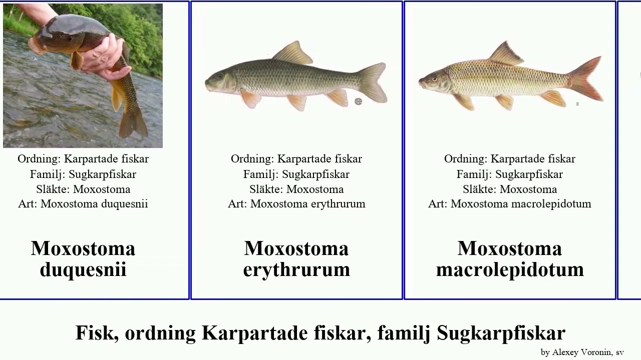 Fisk, ordning Karpartade fiskar, familj Sugkarpfiskar moxostoma catostomus fish nigricans insignis
