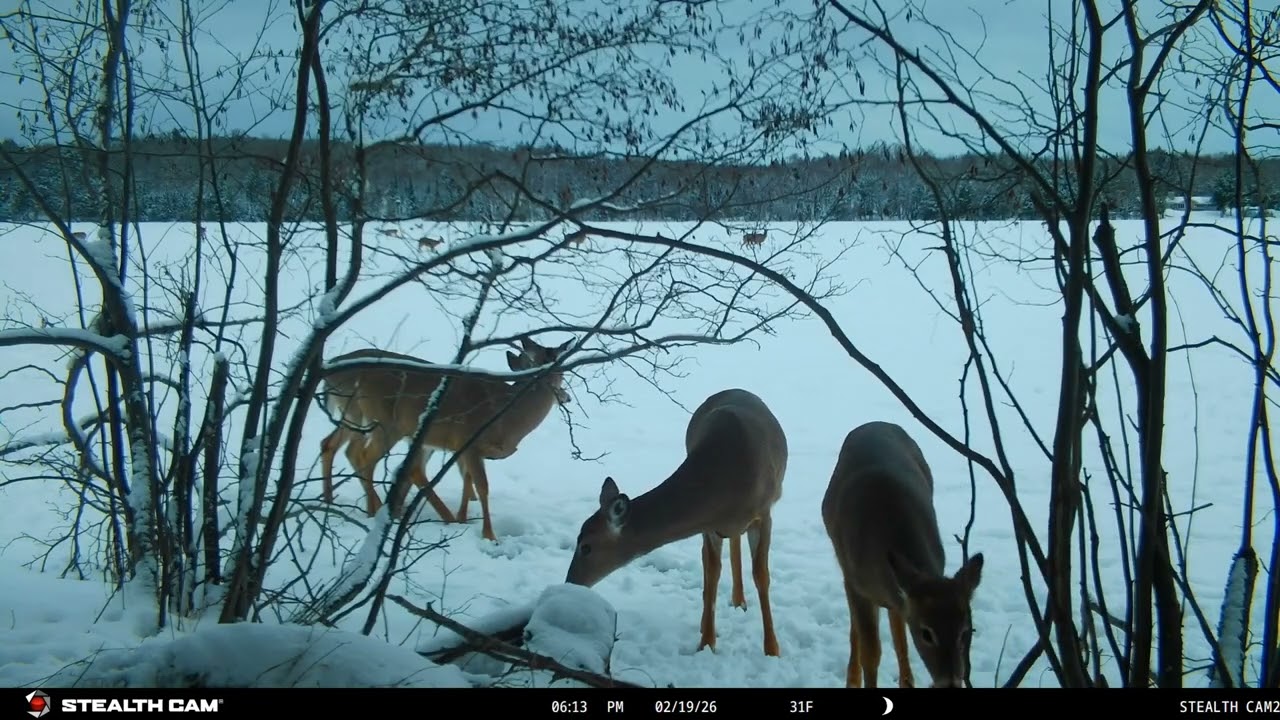 TrailCam84
