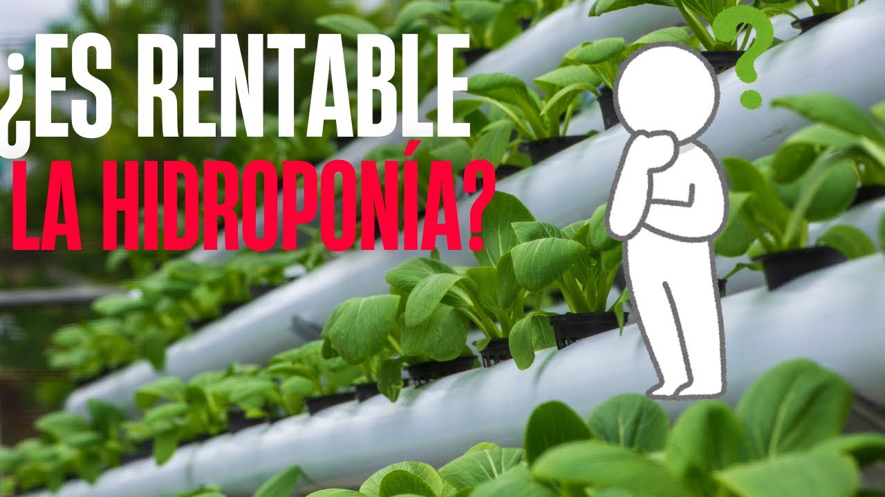 🌱 ¿La Hidroponía es Realmente Rentable? Descúbrelo Aquí 💰💰