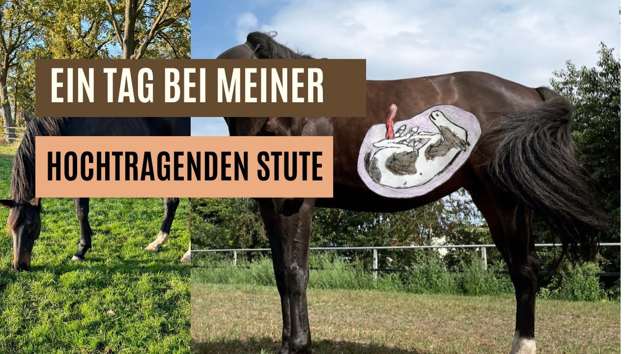 Errechneter Geburtstermin vorbei?! I Ein Tag bei meiner hochtragenden Stute I LILGRO
