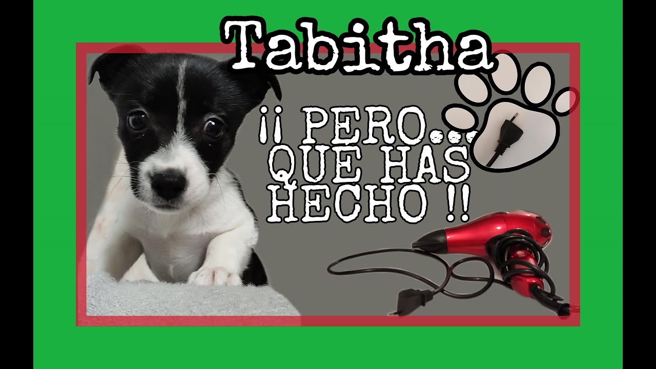 CÓMO CAMBIAR DE FORMA SENCILLA UNA CLAVIJA O ENCHUFE | PERRO TRAVIESO Y REGAÑADO