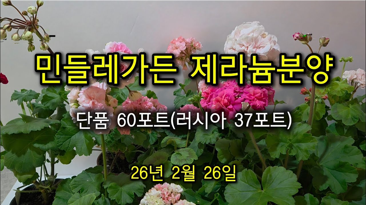 2월 26일  제라늄분얌(민들레가든)