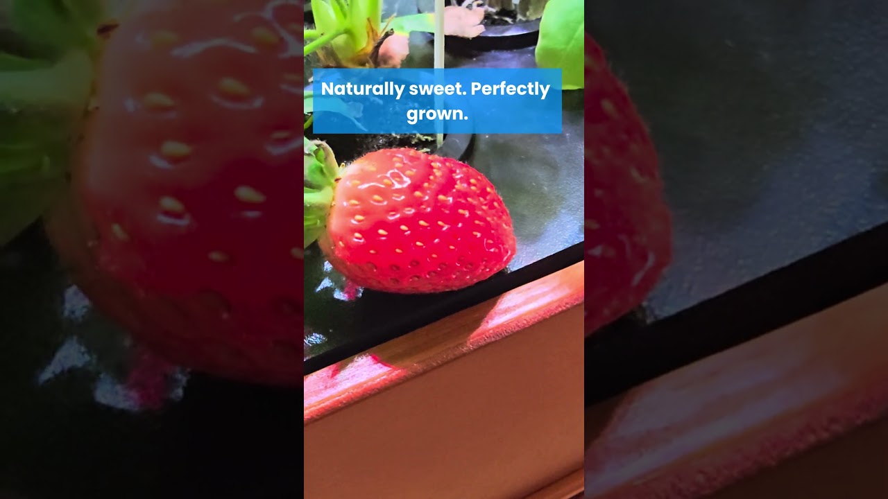 Your Indoor Hydroponic Garden &mdash; Grow Anything, Anytime