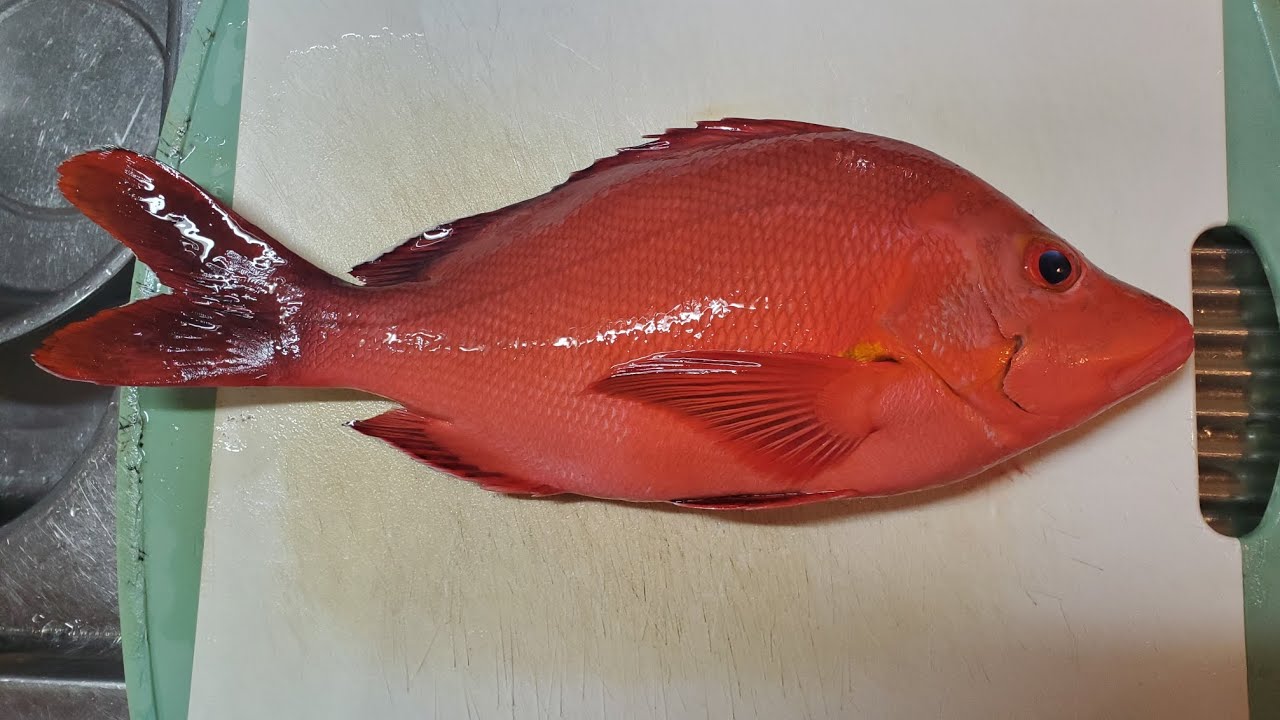 自分で捌いたミミジャーの刺身と味噌汁の絶品コンビネーション！