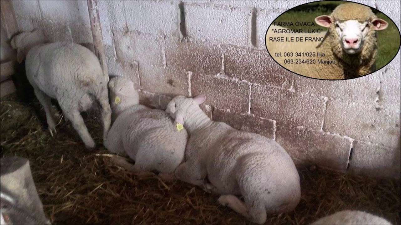 Farma Ovaca AgroMar Lukić Rase Ile de France