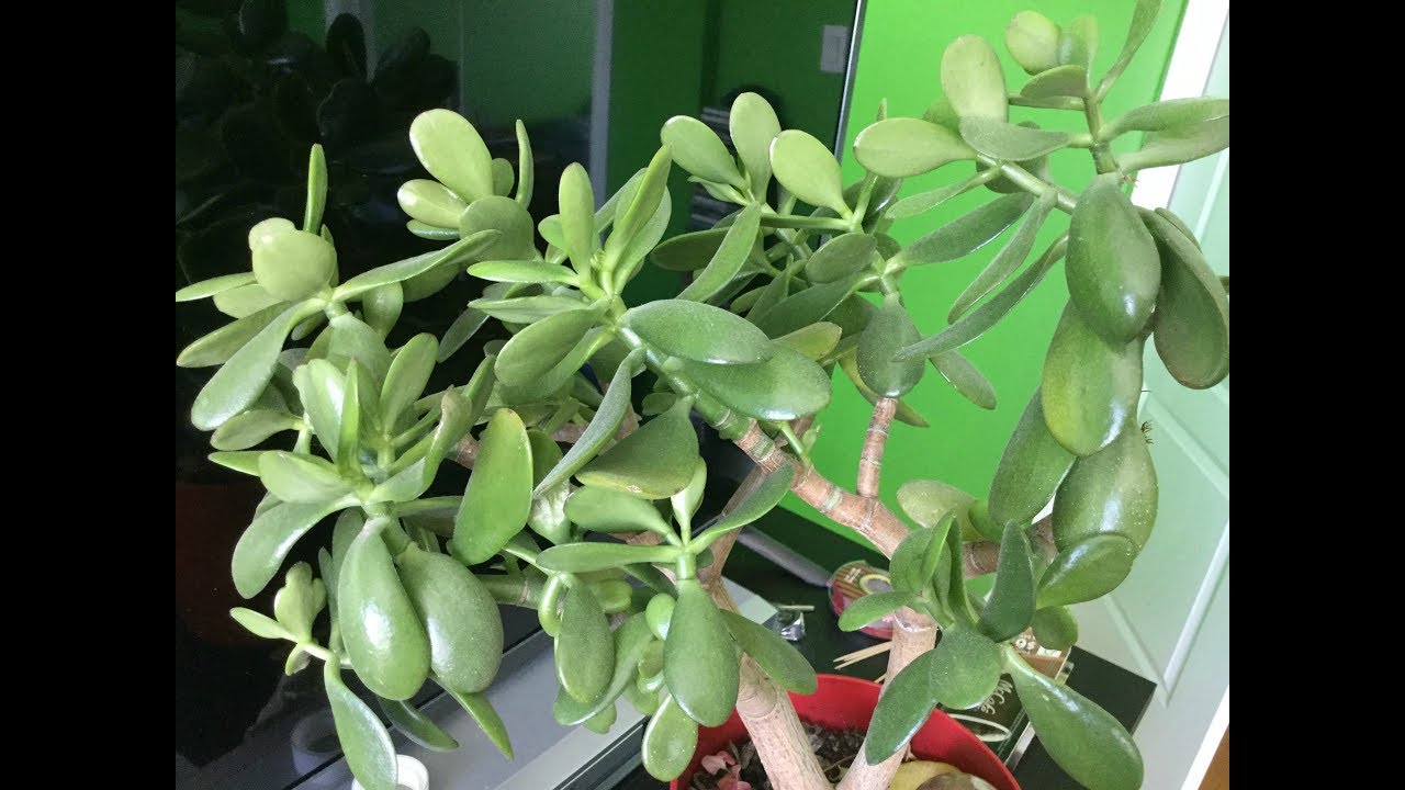 REPOTTING JADE PLANT