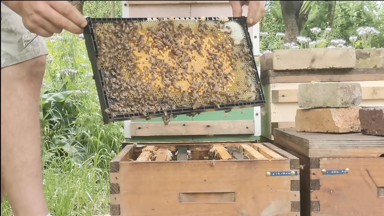Rame monobloc de plastic, crescute de roi si situatia in stupina 27.06. 2021