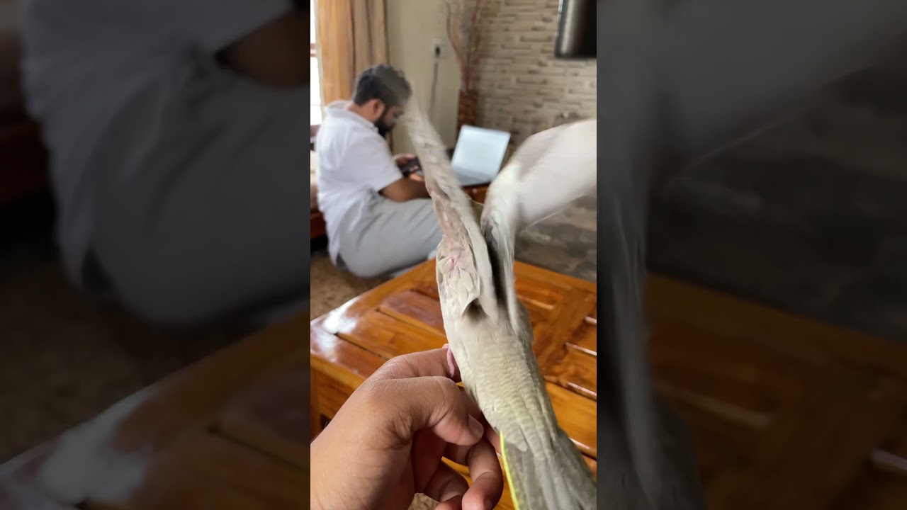 Cockatiel birds first flight #trending #dubai #birds #youtubeshorts  #nature #beautiful #india