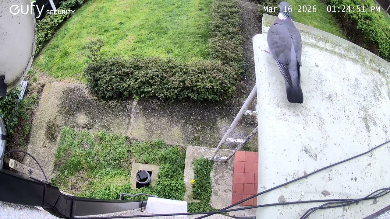 The pigeons are back 