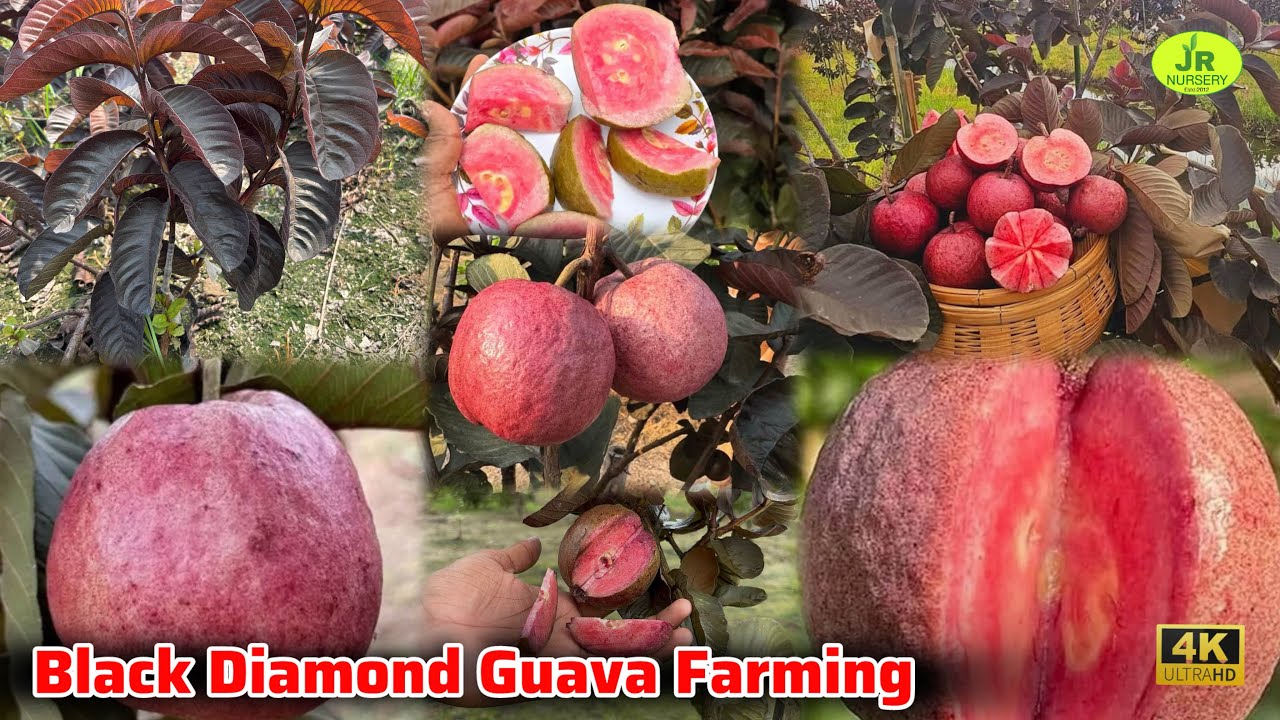 Thai Black Diamond Guava Plant || थाई काले अमरूद के पौधे की जानकारी | Call(7319025592) 