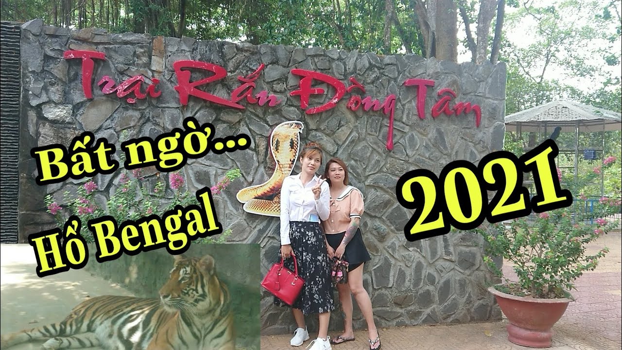 Tham quan trại rắn Đồng Tâm Tiền Giang mới nhất - Bất ngờ hổ bengal các cá thể rắn quý hiếm khác