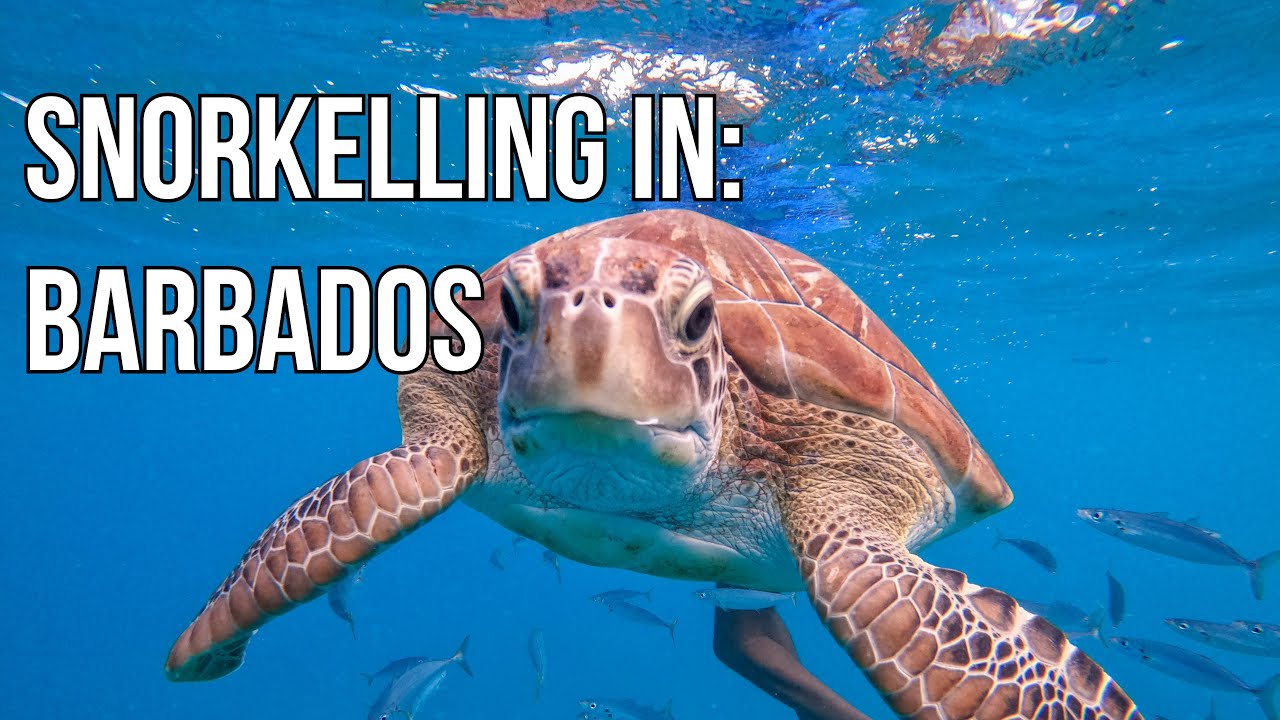 Snorkelling in Barbados: Carlisle Bay and Holetown - 4K