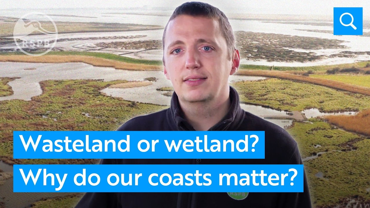 Why are coastal wetlands are vital for birds and people? | RSPB