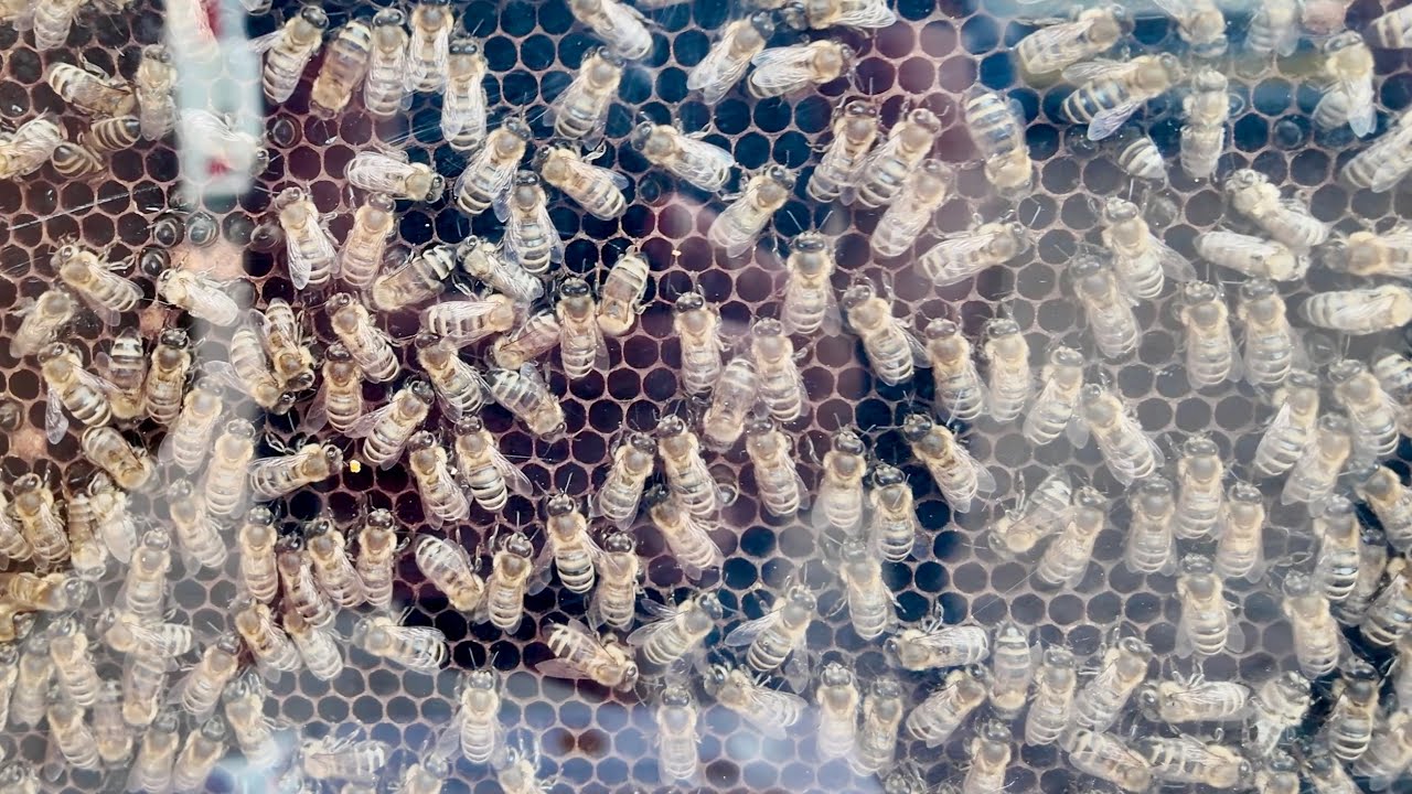 Bienentag auf dem Bauernmarkt Spellen