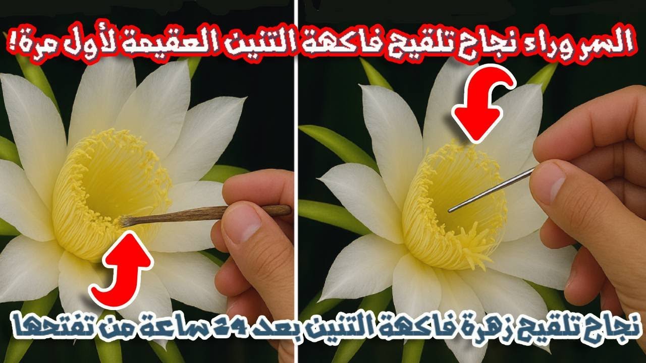 شاهد كيف نجحنا في تلقيح فاكهة التنين العقيمة بطريقة مذهلة