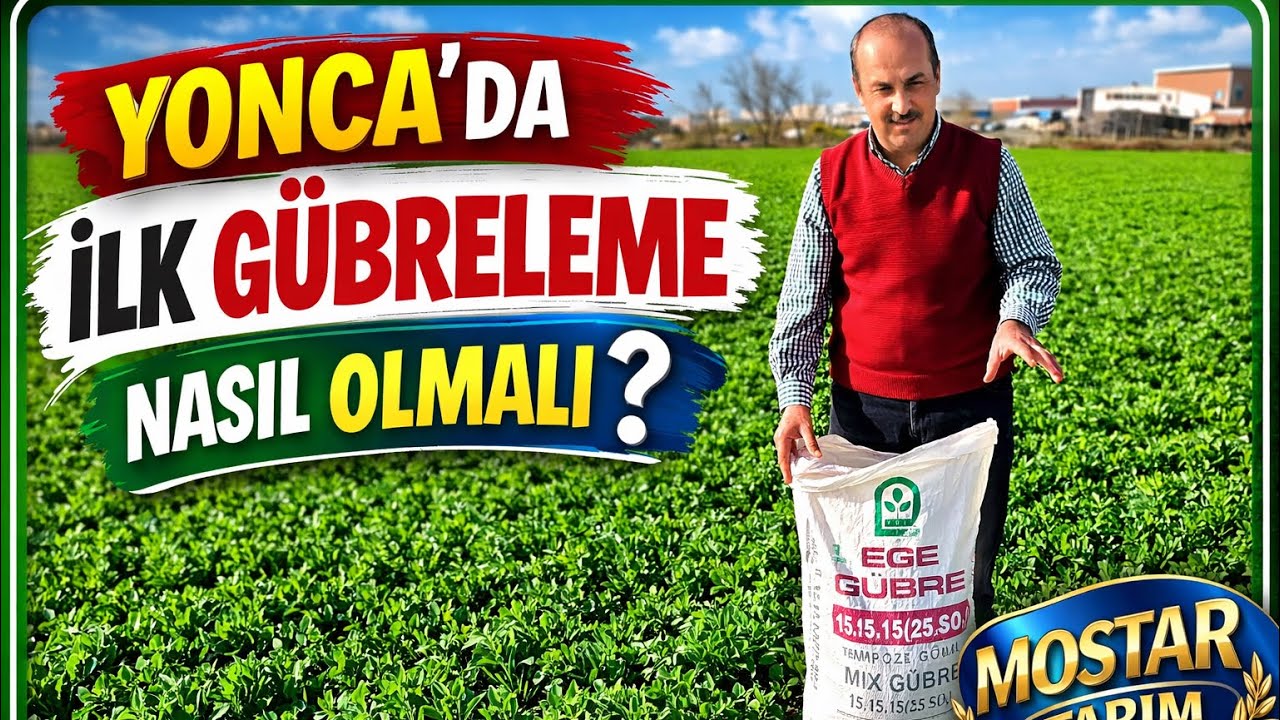 #yonca da ilk gübreleme nasıl olmalı?