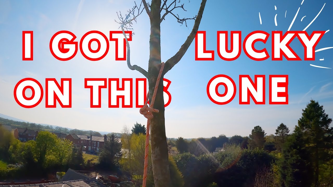 Sycamore Speed Line Tree Removal