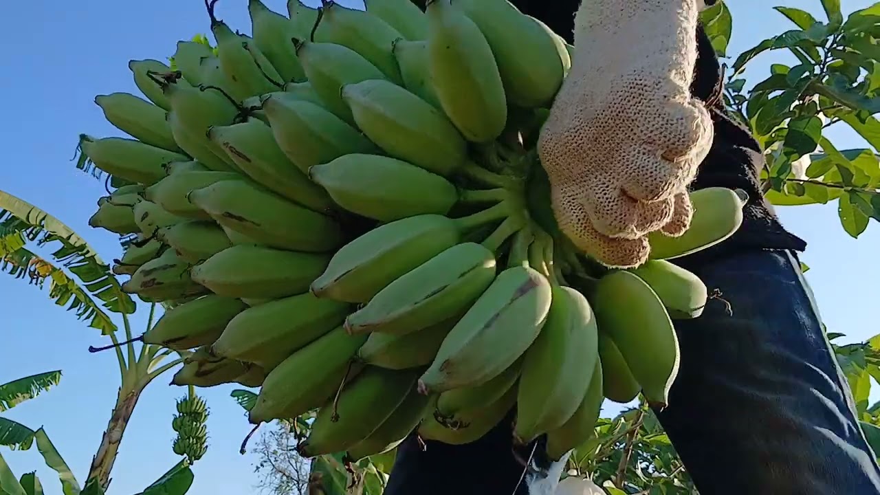 ตัดกล้วยให้ร้านผักครับ#เกษตรพึ่งพาตัวเอง #เกษตรผสมผสาน #fruit 