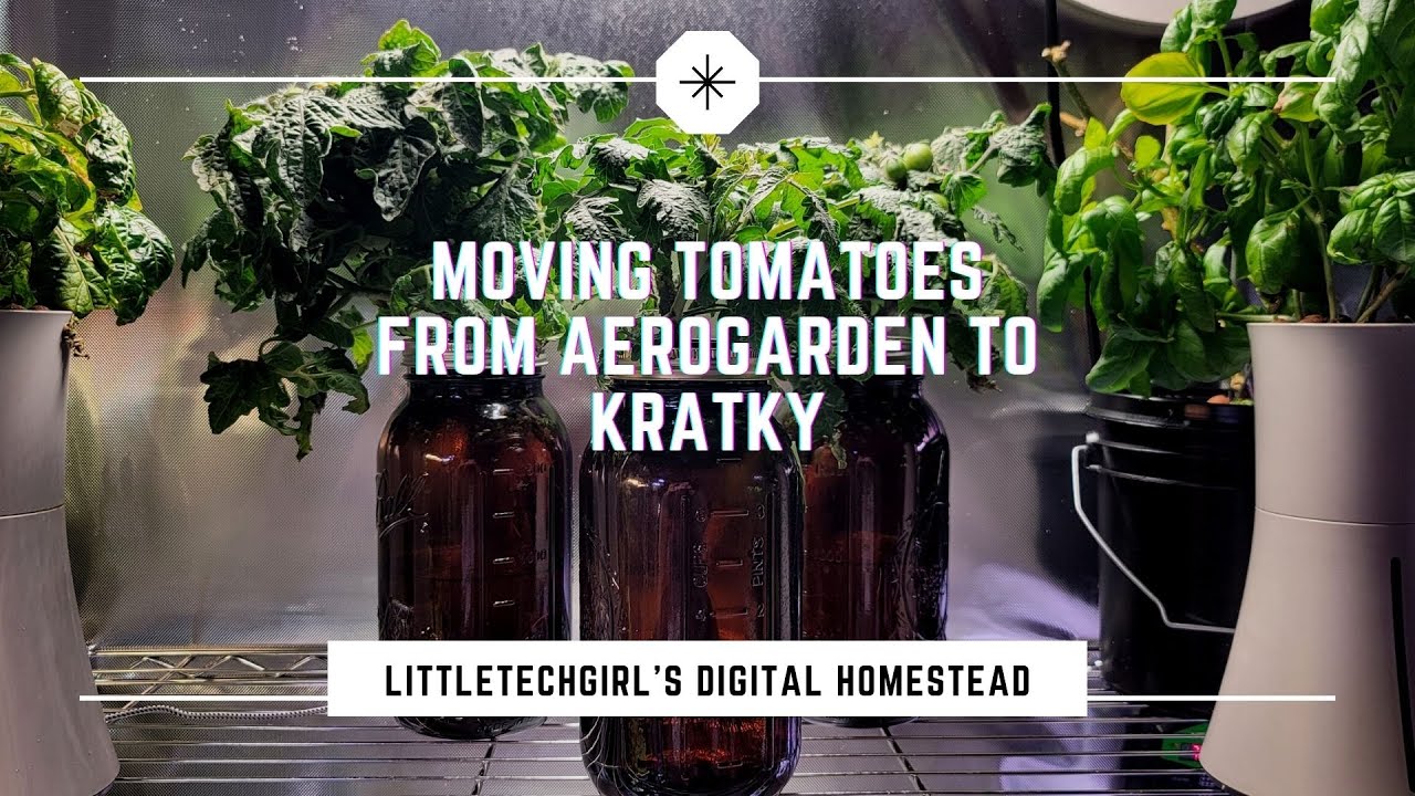 Moving Established Tomato Plants from AeroGarden to Kratky
