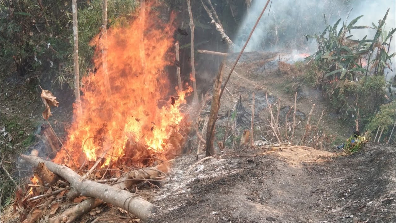 Burning of jhum Cultivation yangpi village