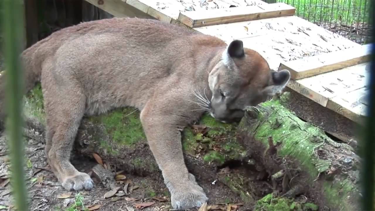 AME TV - The Big Cat Rescue