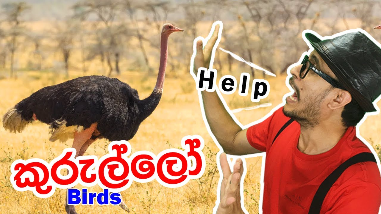 Birds for Kids [ කුරුල්ලෝ ] Names of Birds Preschool Learning | Kurullo| Toddler| Birds Sounds