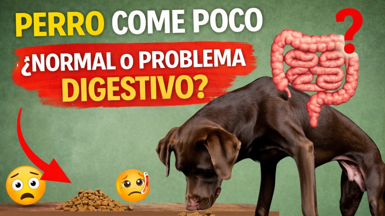 Mi perro come poco ¿es normal o es un problema digestivo?
