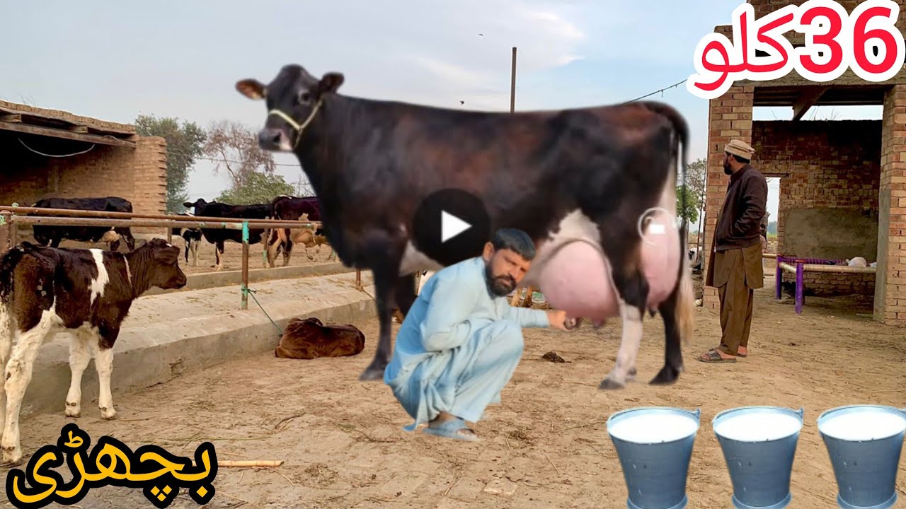 Cholistani Friesian cross cow | cholistani girlendo cross cow | cholistani jersey cross cow | 14fbr