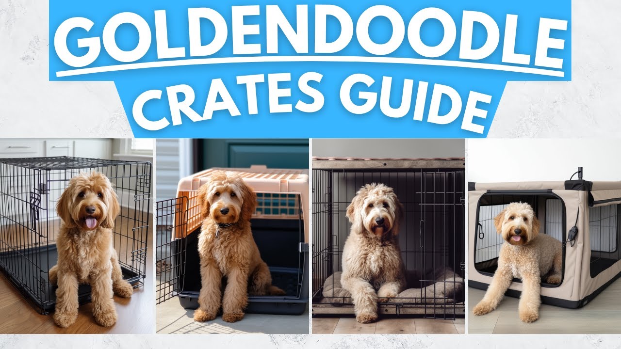 Dog Crate Guide - Best Crate Style For Your Pet