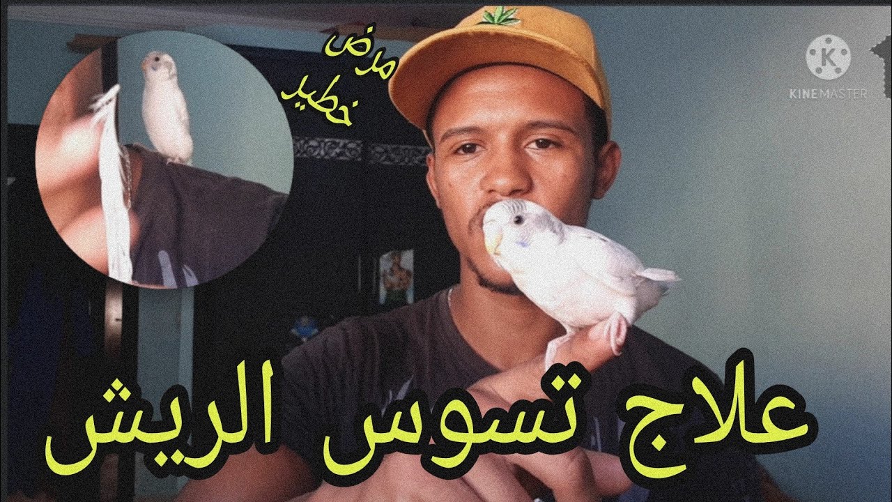علاج تسوس الريش عند فراخ البادجي(بيروش)🕊🕊