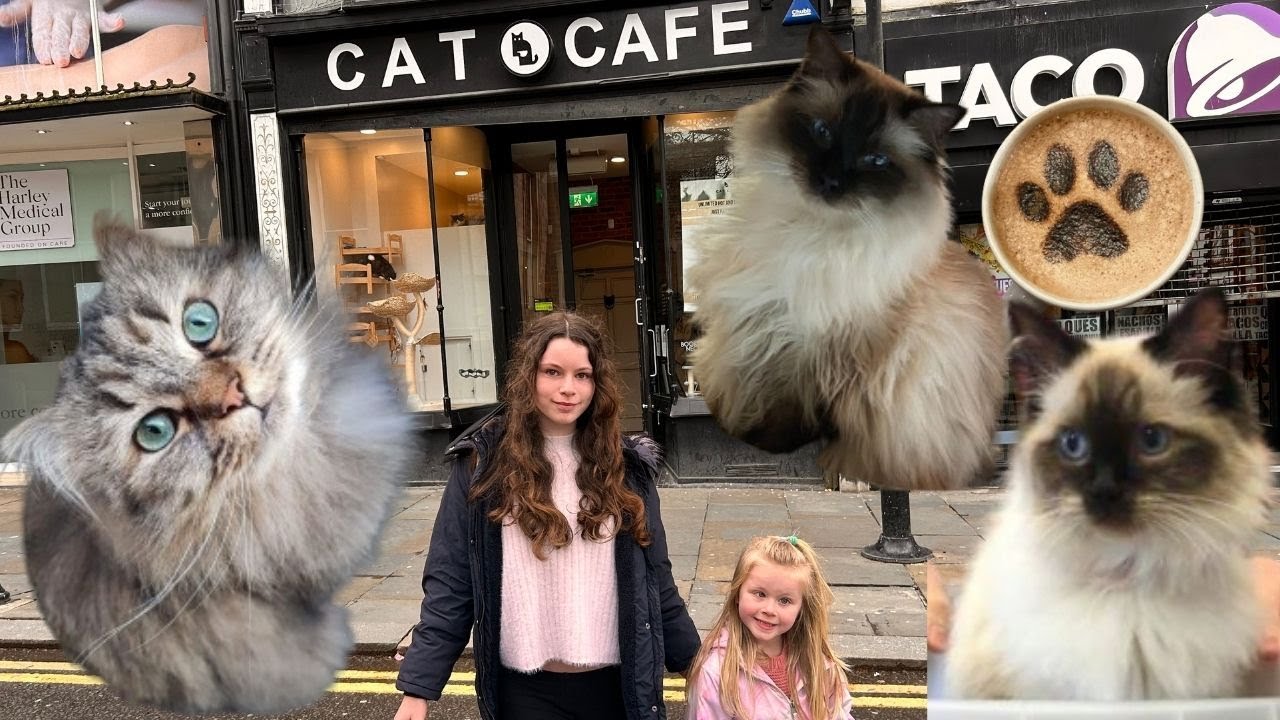 Cat Cafe Liverpool