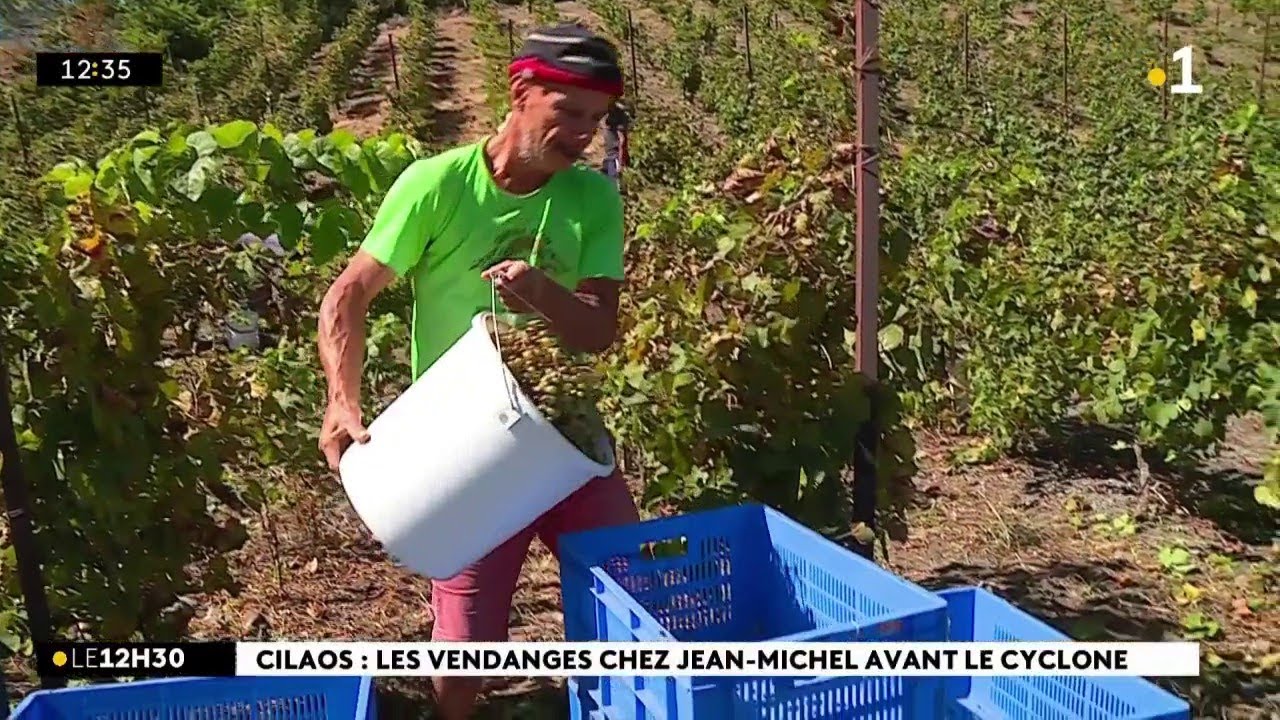 A Cilaos, les vendanges ont débuté et devront finir avant l’arrivée du cyclone Freddy.