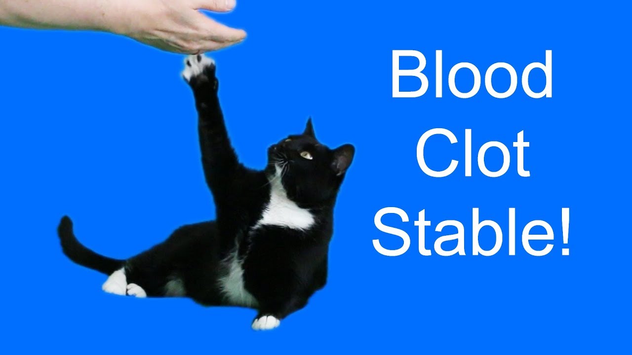 My cat's blood clot is stable! 👍