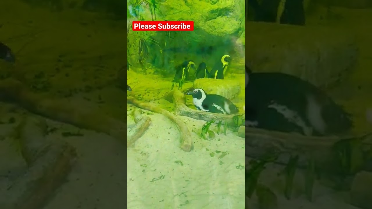 Penguins 