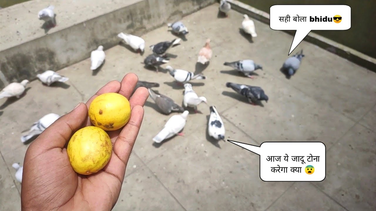 Kabootar Ki Masti Khatam Karne Ka Tarika | कबूतर की मस्ती कैसे खत्म करे❣️🕊