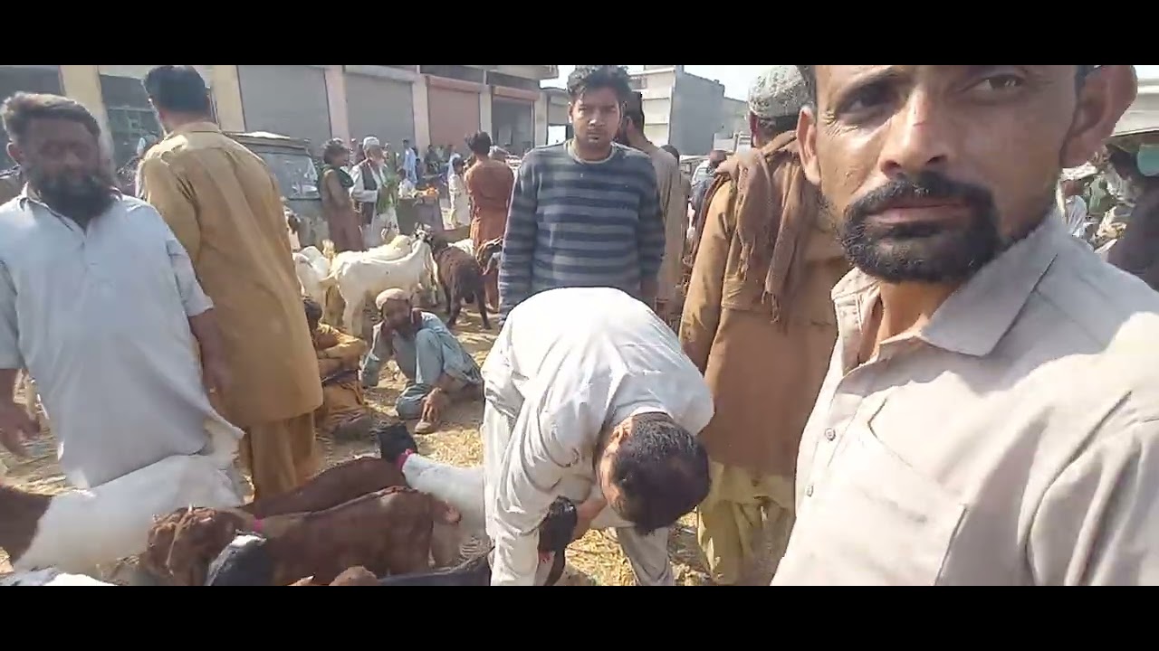 السلام علیکم ورحمةُ اللہ وبرکاتہالحمدللہ! سنہ 2026 کے لیے مویشیوں کی خریداری کے سلسلے— محمد علی خان