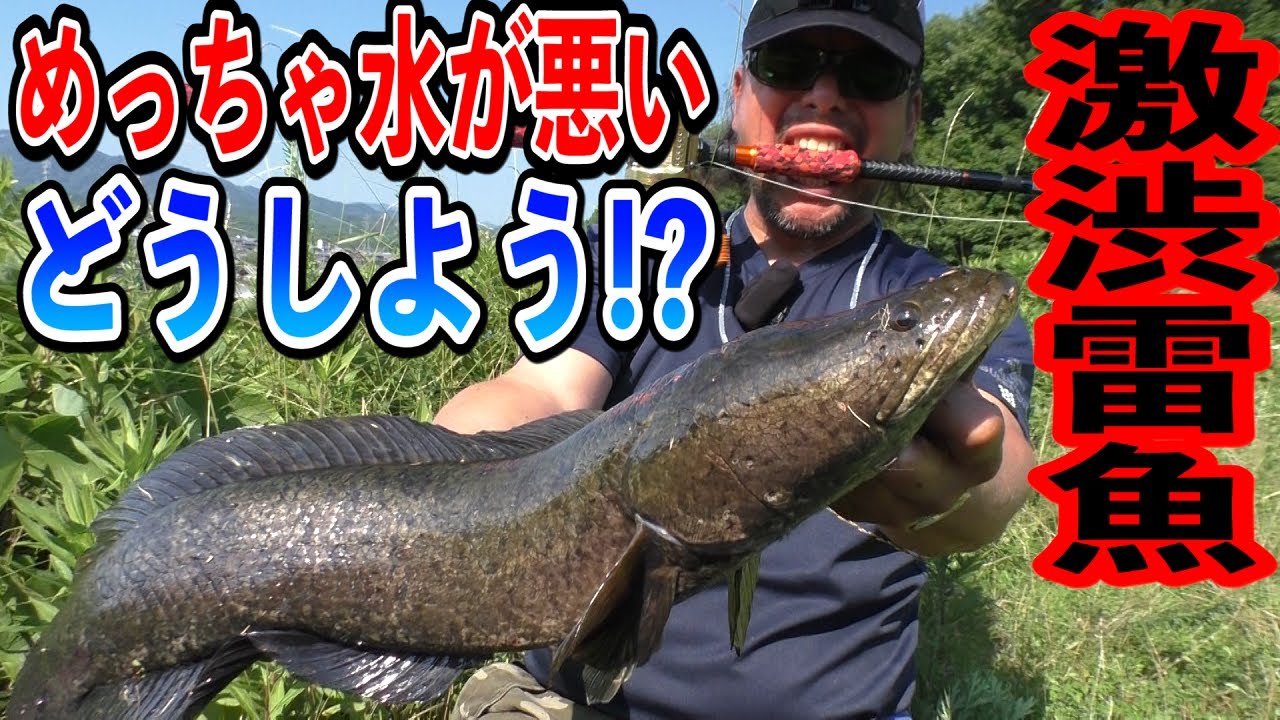 田んぼの濁りをロングキャストで打開しろ！【Snake head in rice field!!】