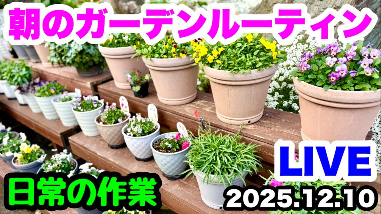 ◆朝の園芸作業LIVE！何気ない日常的な…