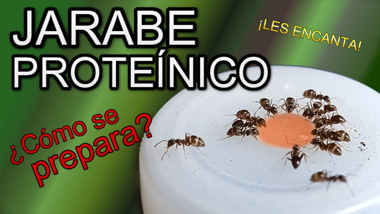 CÓMO PREPARAR EL JARABE PROTEÍNICO ANTHOUSE | Con Mirmecófilo