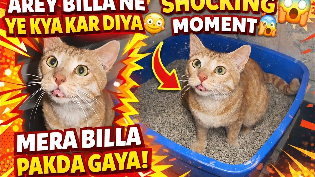 Billa Ki Masti 😹 | Aisa Scene Pehli Baar Dekha