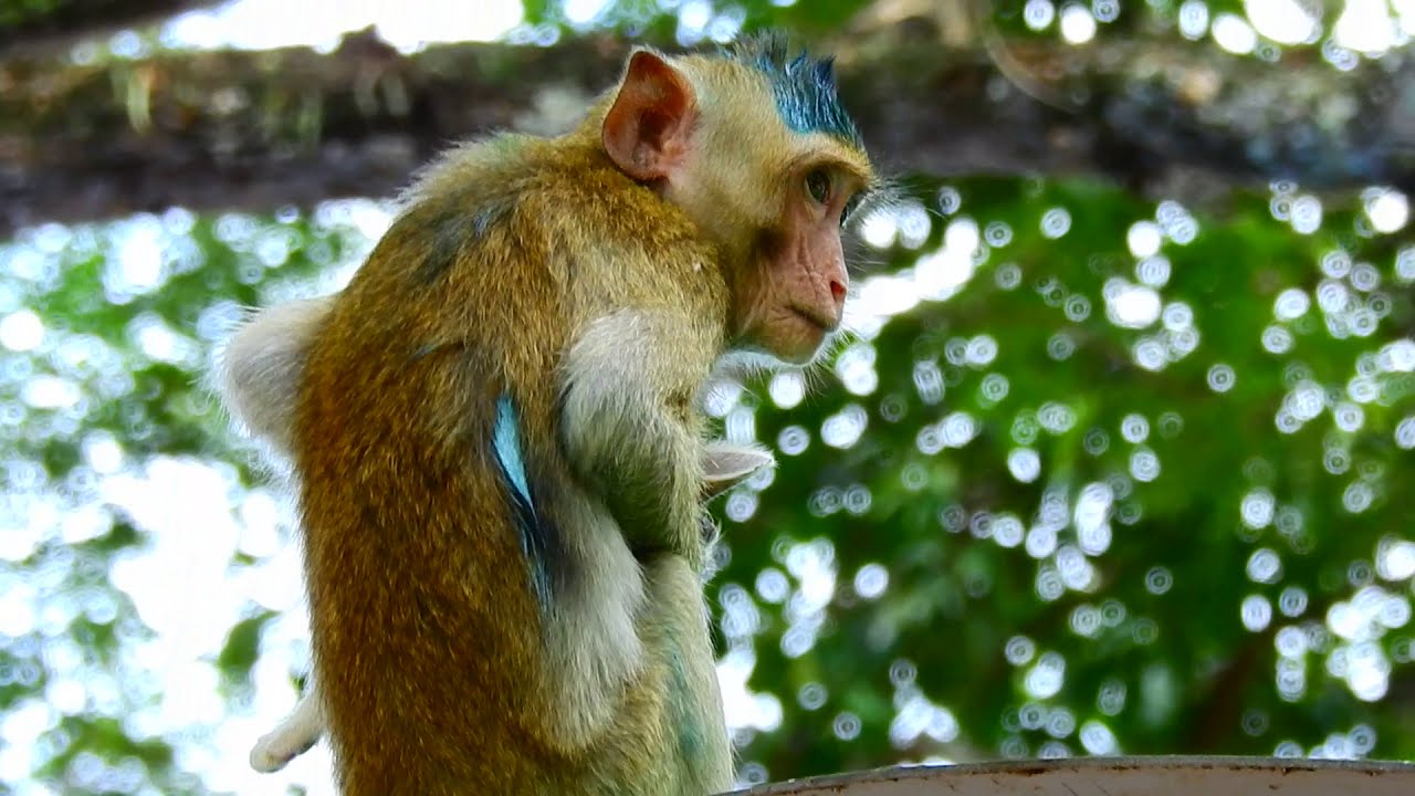Monkey Acts Like a Cat—So Funny and Cute