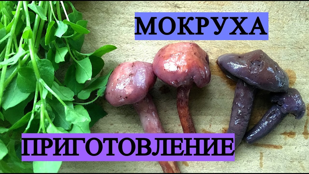 МОКРУХА ПУРПУРОВАЯ  Chroogomphus rutilus. Как готовить мокруху