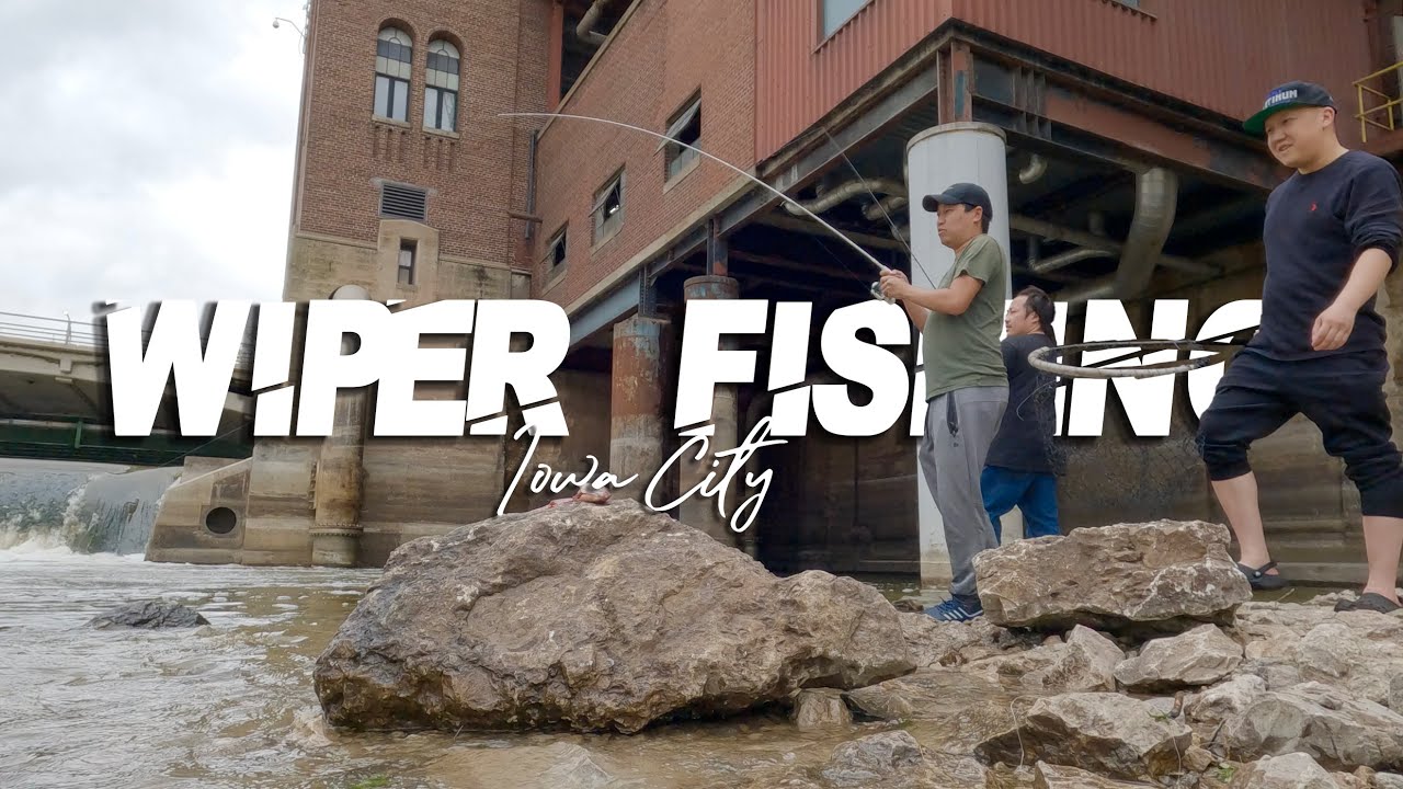 Striped Bass (Wiper) Fishing in Iowa City | 2024